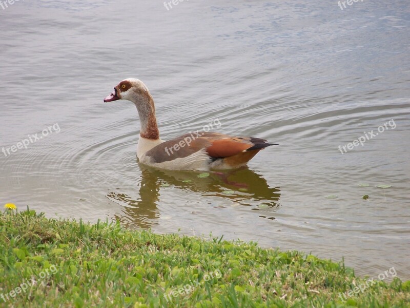 Duck Nature Animal Wild Duck Free Photos