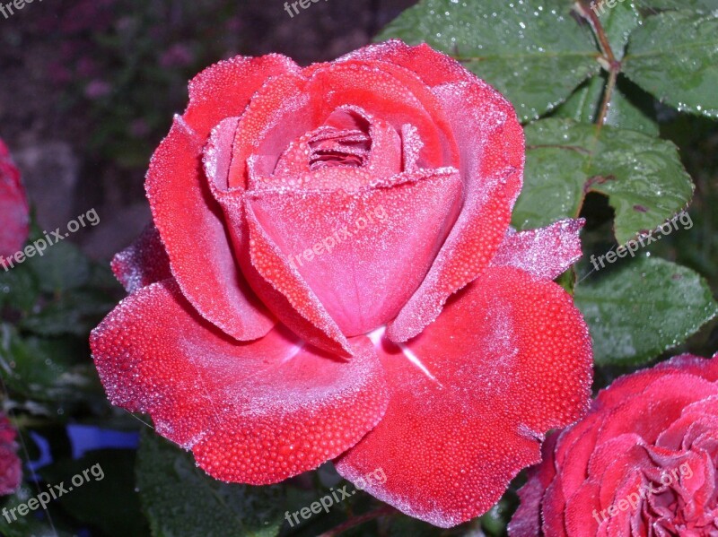 Rose Dew Blossom Moist Close Up