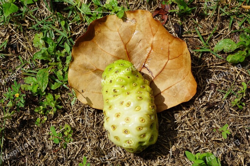 Tahitian Noni Morinda Citrifolia Fruit Exotic Caribbean