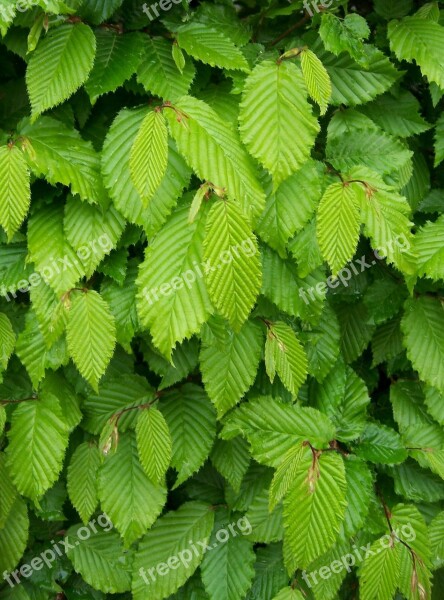 Leaves Green Hornbeam Free Photos