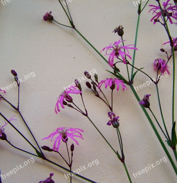 Meadow Flower Pink Cornflower Free Photos