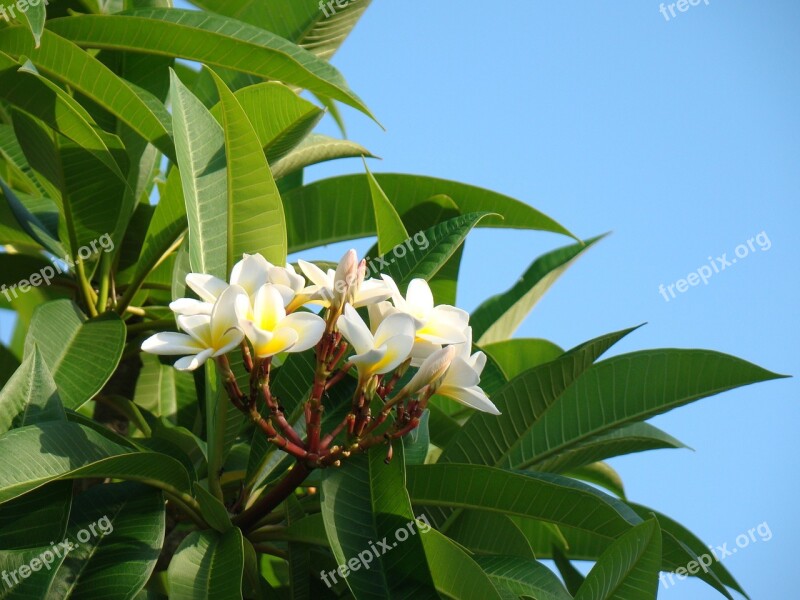 Plumeria Fragrant Tropical White Bloom