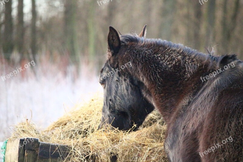 Horse Winter Frost Rap Hay