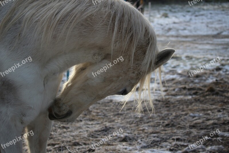 Horse Mold Mane Frost Snow