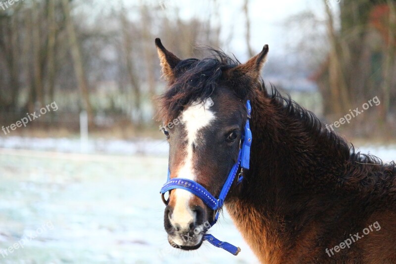 Horse Winter Snow Brown Foal