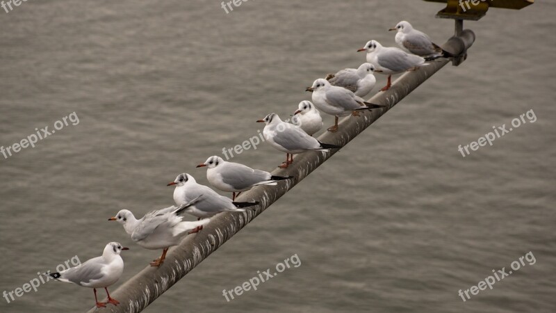 Birds Row Flock Animal Sit