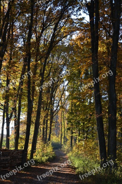 Forest Away Autumn Tree Landscape