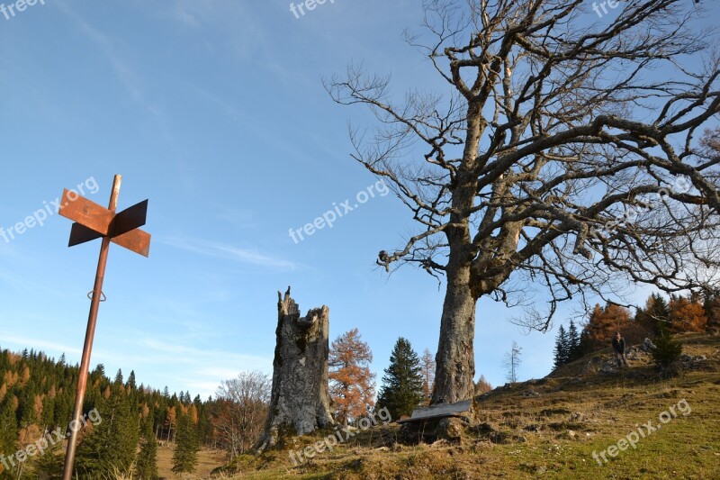 Tree Nature Wind Landscape Autumn