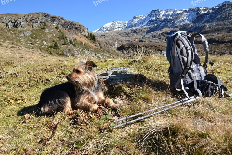 Hiking Dog Backpack Mountains Nature