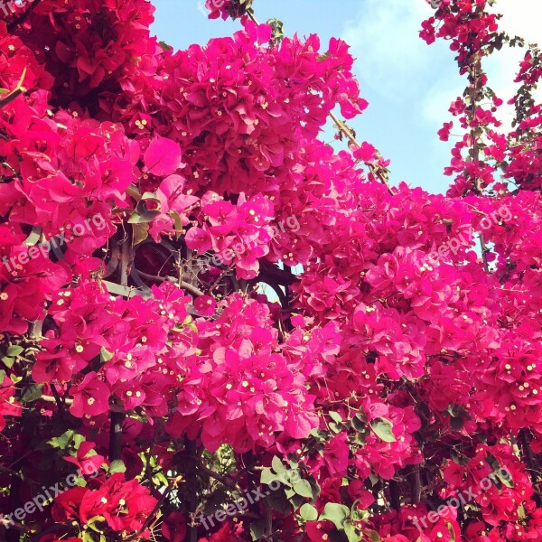 Pink Fuchsia Bougainvillea Flowers Bloom