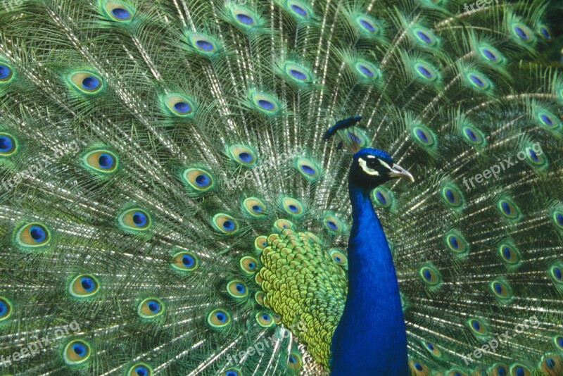 Peacock Bird Male Feathers Free Photos