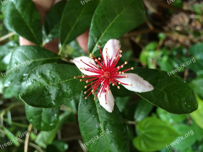 Guava Bloom Flower Nature Plant