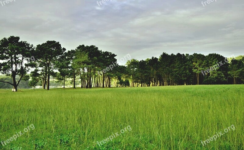 Nature Prado Trees Green Free Photos