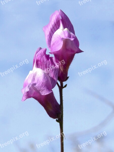 Flower Snapdragon Bunnies Antirrhinum Majus Free Photos