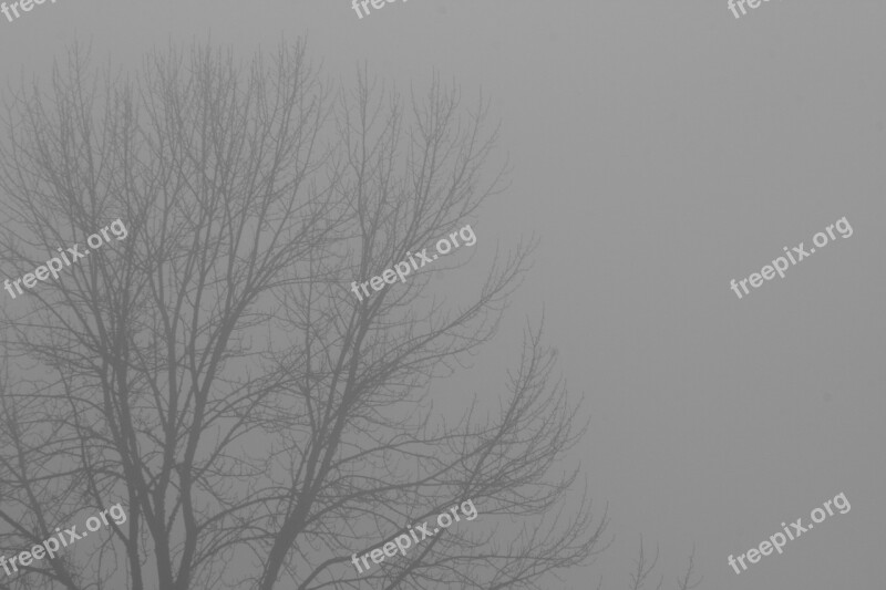 Fog Branches Tree Foggy Mist