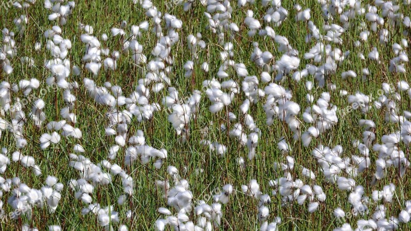 Eriophorum Cyperaceae The Tailings Impoundment Sweden Free Photos