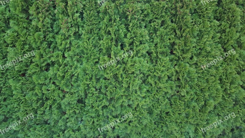 Hedge Texture Green Pattern Structure