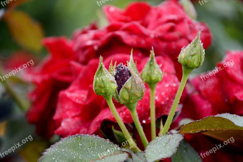 Flower Rosa Button Color Pink Nature