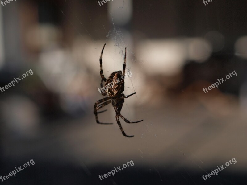 Spider Nature Close Up Weave Arachne