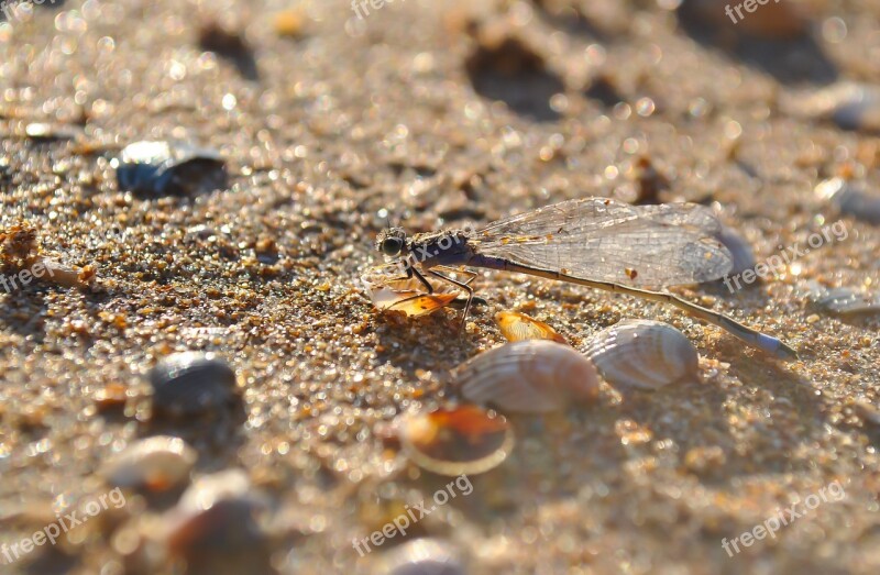 Dragonfly Insect Macro Free Photos