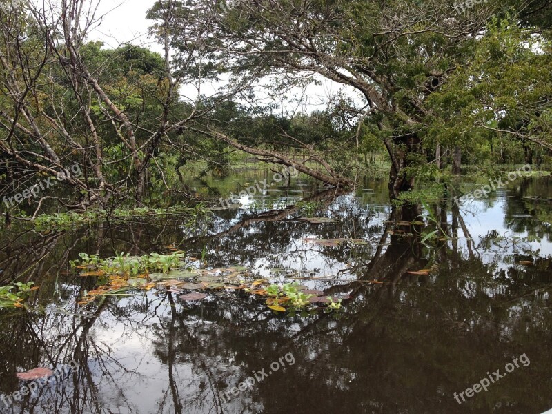 Amazon Forest Nature Free Photos