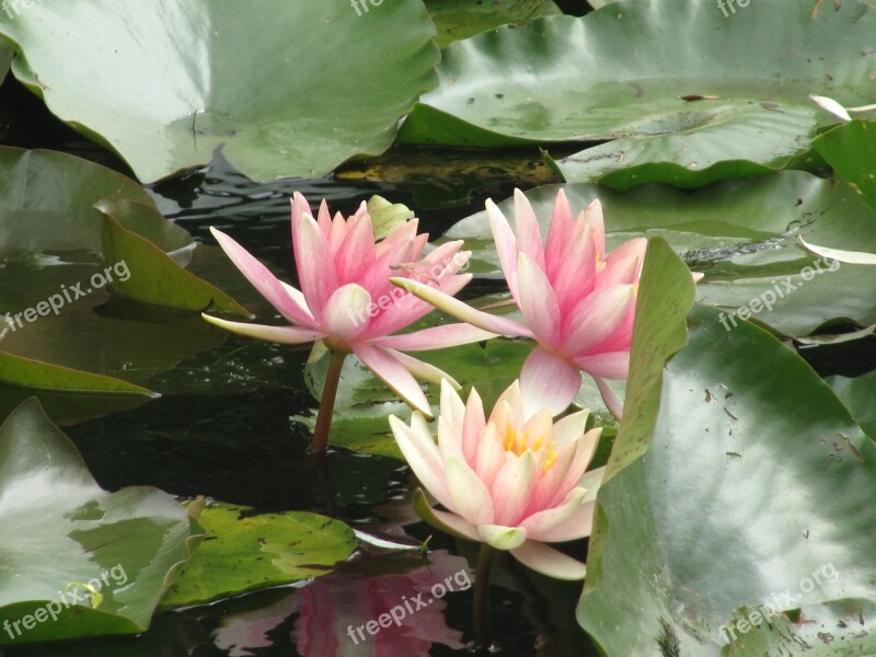 Lilies Flowers Giverny Free Photos