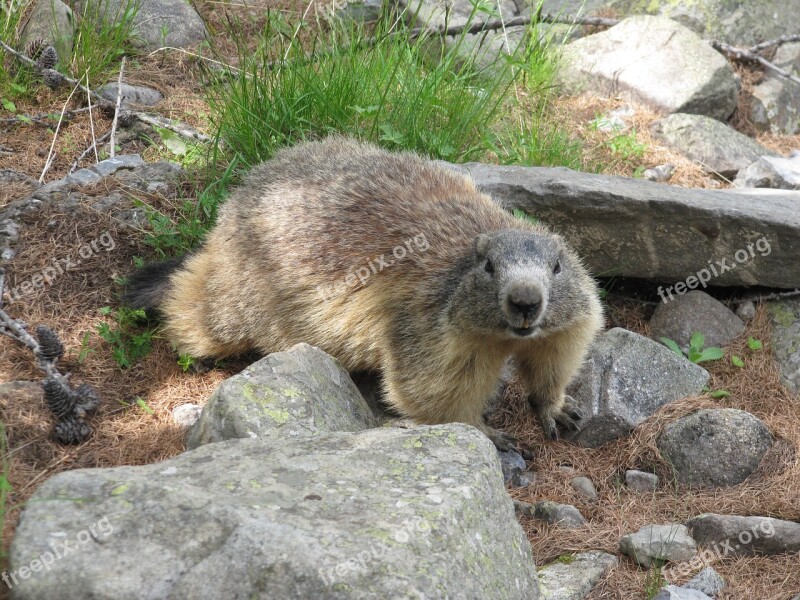 Marmot Mountain Animals Wildlife Free Photos