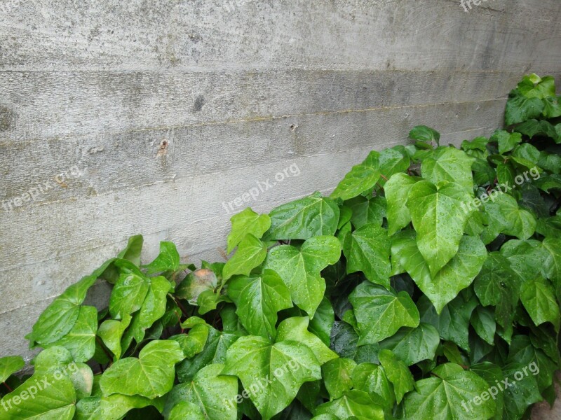 Concrete Wall Ivy Green Masonry