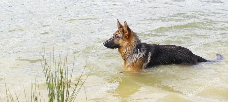 Dog Water Pond Pet Nature