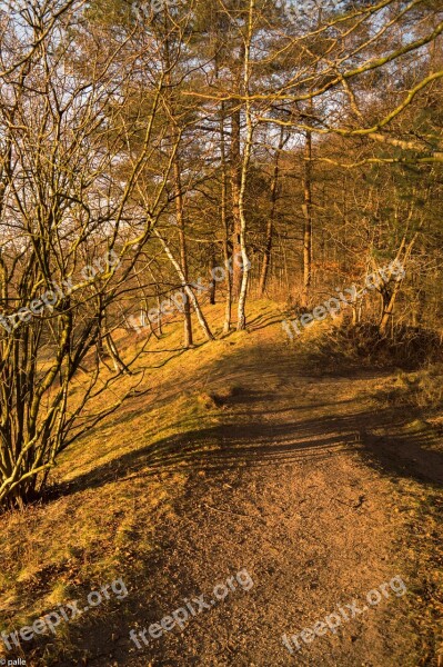 Forest Path Sun Forest Nature Autumn