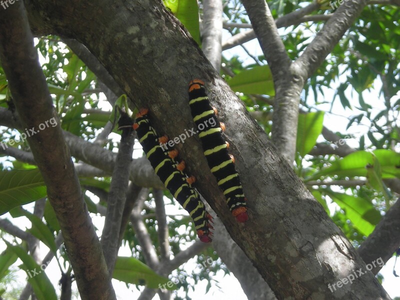 Caterpillar Leaf Nature Insect Plant