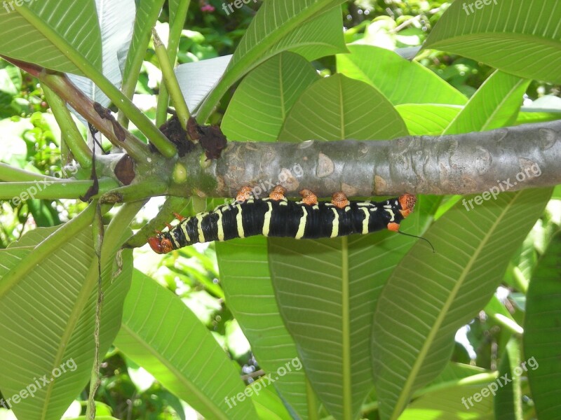 Caterpillar Leaf Nature Insect Plant