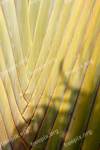 Palm Plant Green Fan Palm Palm Leaf