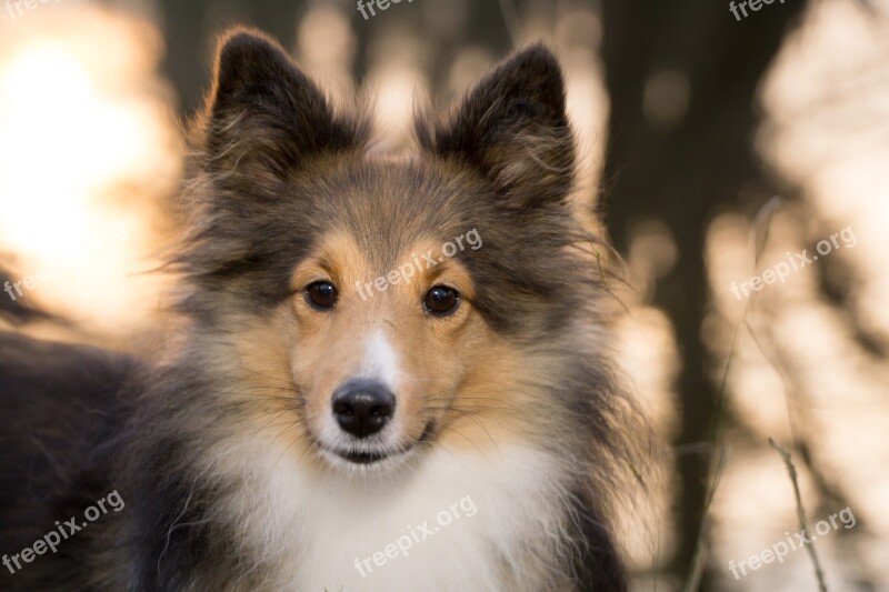 Sheltie Bitch Close Up Sunset Free Photos