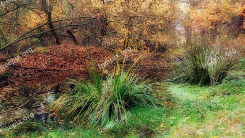 Vegetation Autumn Colors Nature Grass