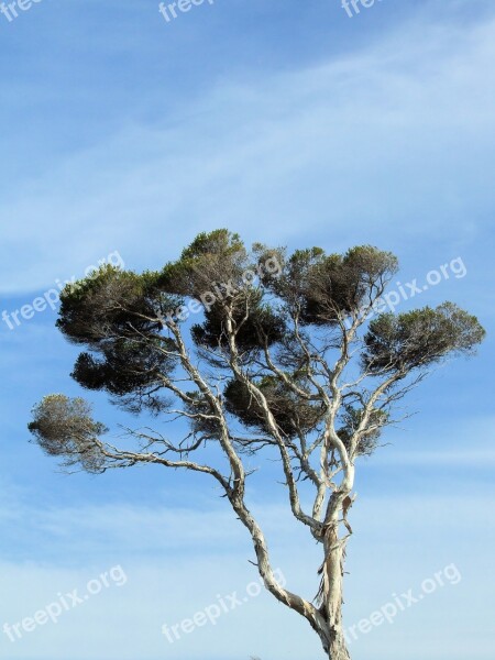 Paperbark Tree Melaleuca Coast Paperbark Tree Paperbark