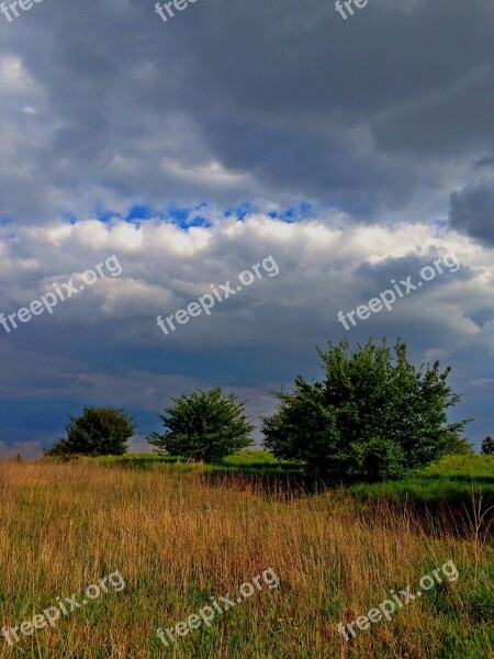 Shrubs Green Spring Sky Landscape