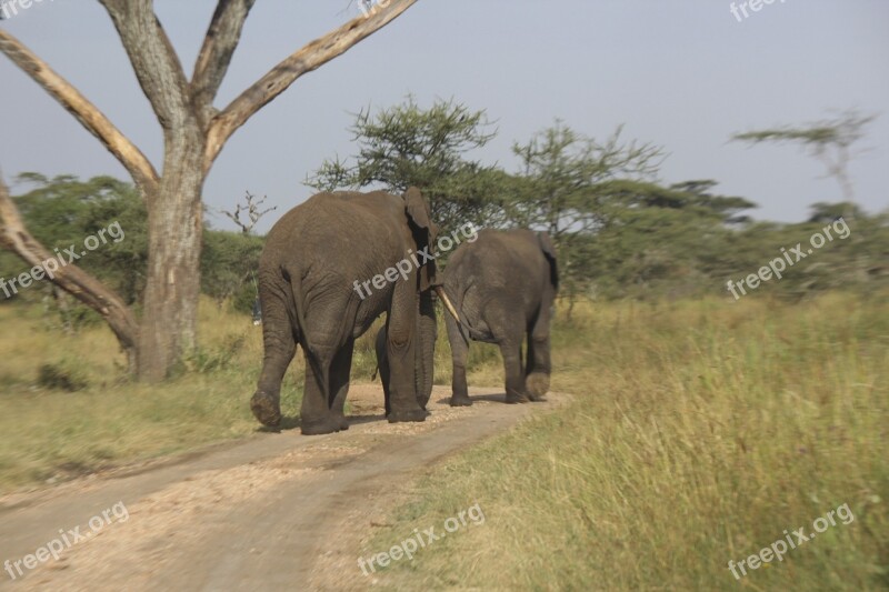 Elephants Africa Serengeti Tanzania Nature