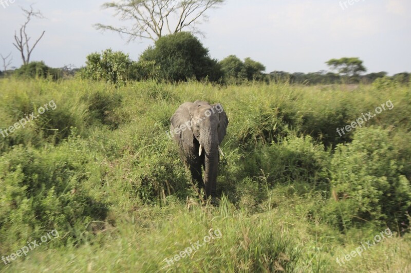 Elephant Africa Serengeti Tanzania Park