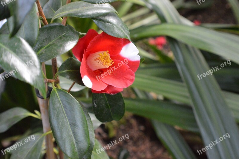 Camelie Flora Blossom Bloom Flower