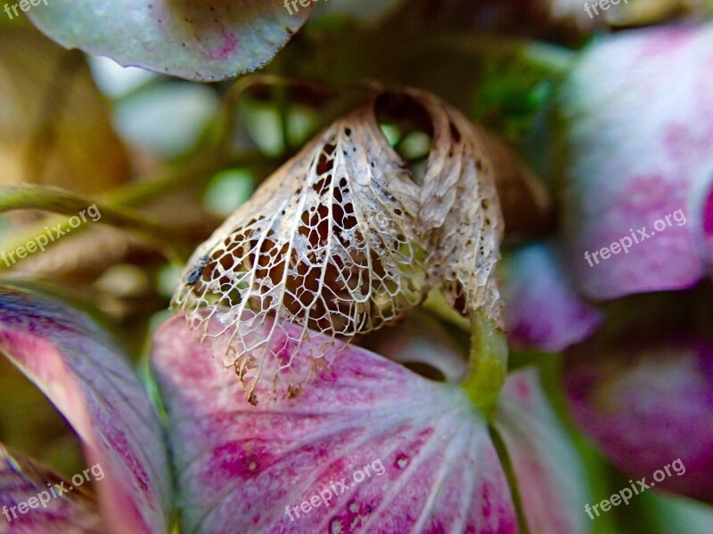 Autumn Transience Wither Leaves Free Photos