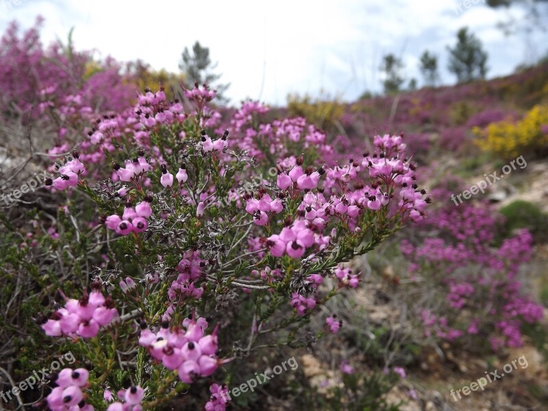 Flowers Field Purple Serra Free Photos