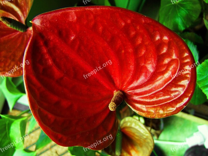 Flamingo Flower Red Flower House Plant Free Photos