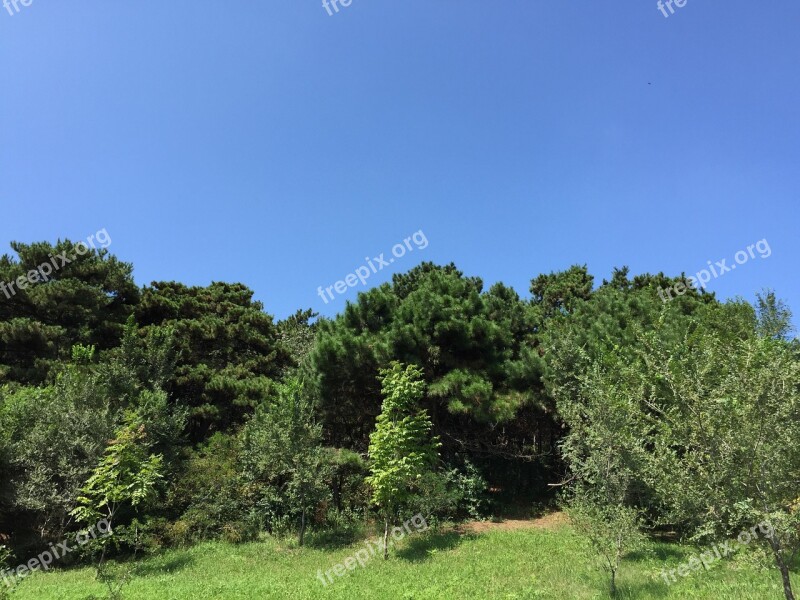 Blue Sky White Cloud Big Trees Grass Free Photos