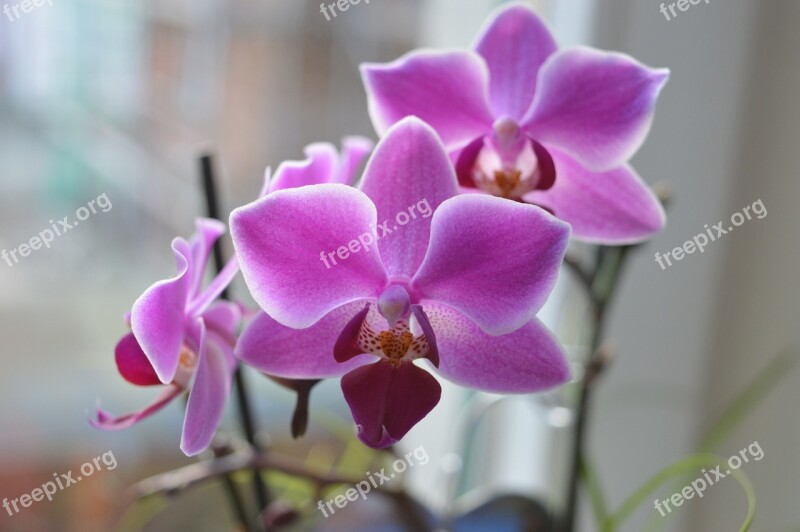 Orchid Blossom Bloom Flower Plant