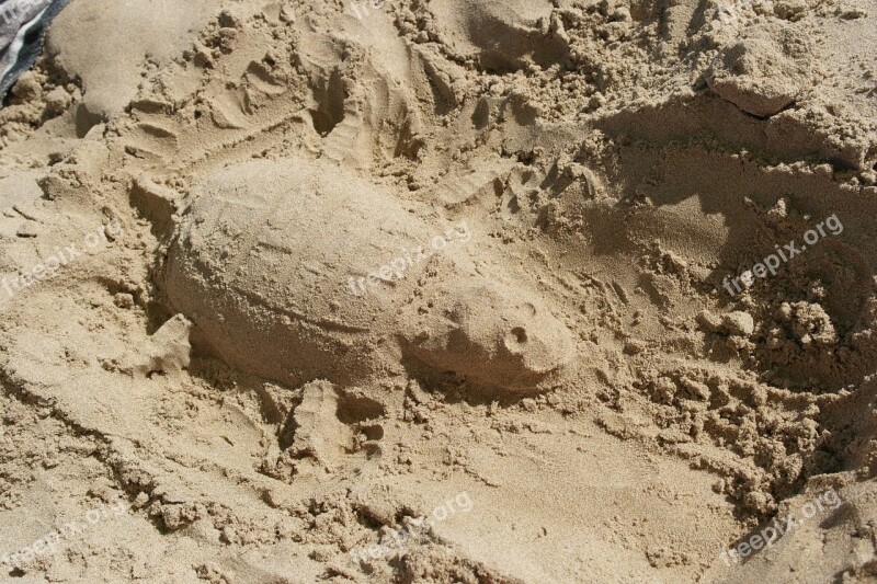 Turtle Shaped Sand Sun Free Photos