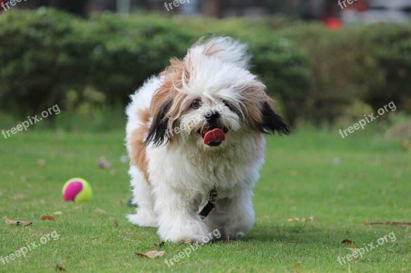 Noddy Lhasa Apso Coco Pet Cute Puppy