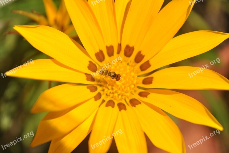 Flower Yellow Flower Bee Silver Macro