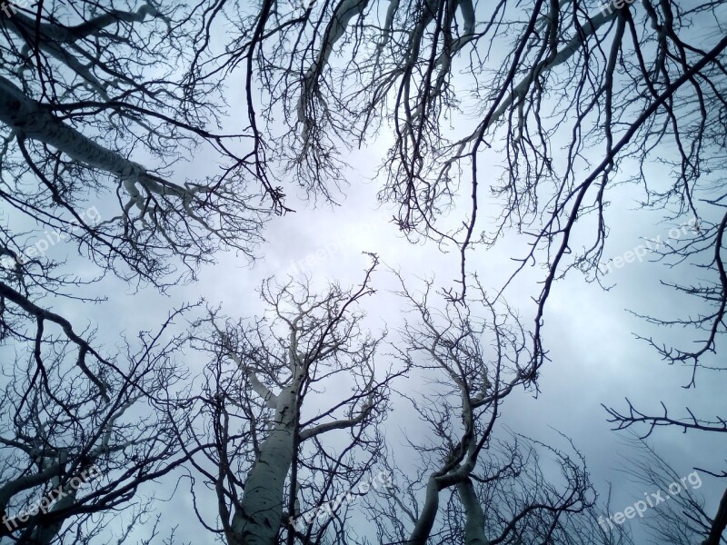 Trees Sky Branches Winter Blue