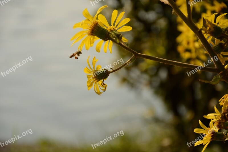 Autumn Chrysanthemum Bee Xuanwu Lake Free Photos